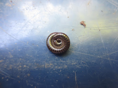 The-beautiful-Millipede-curled-up-11