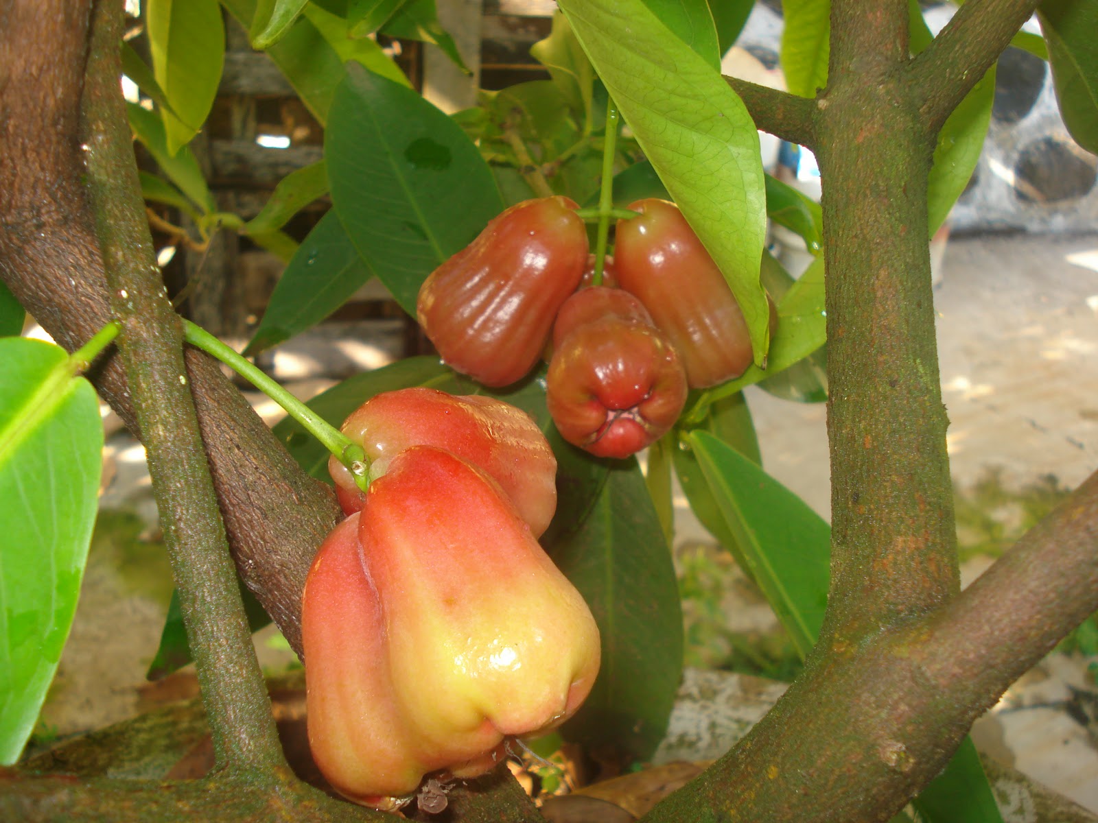 Jual Tanaman Buah Dalam Pot  tanamanbaru