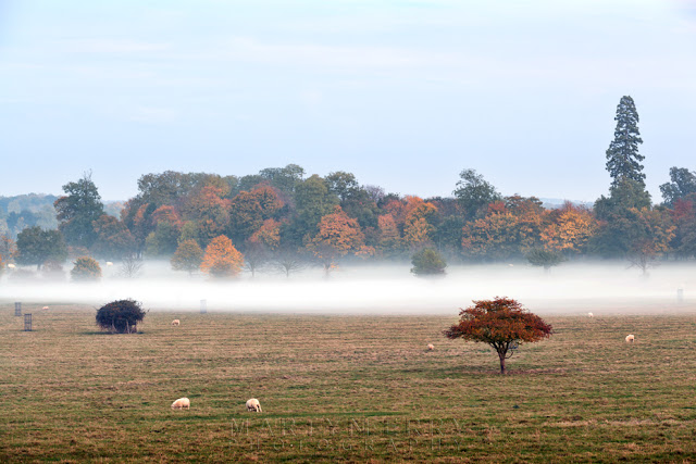 Mist covers the ground beneath autumn trees in Cambridgeshire