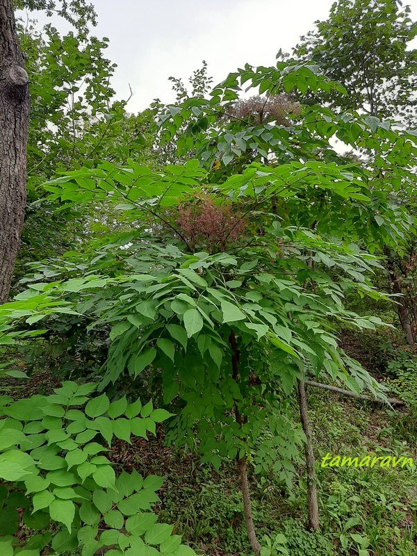 Аралия высокая / Аралия маньчжурская (Aralia elata, =Aralia mandshurica)