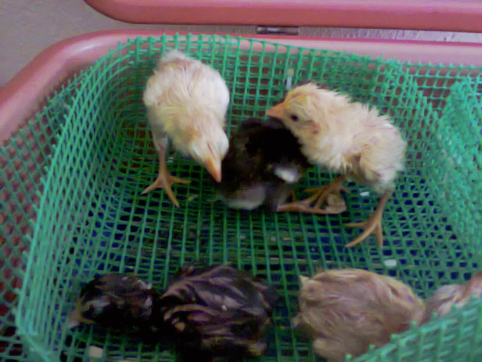 Pembiak Ayam  Ratu LHK dan SG Anak ayam  Siam Eche Original 