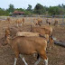 GAMBAR SAPI BALI 24