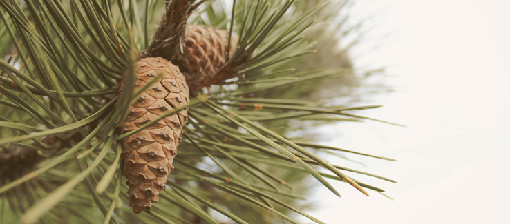 Pine tree with pine cones conifer in yard