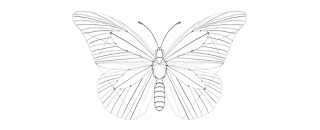 how-to-draw-butterfly-3-10