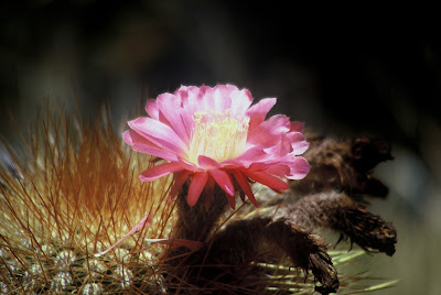 Kakteenblüte am Salar de Uyuni