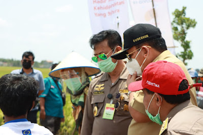 Gubernur Arinal dan Mentan Syahrul Yasin Limpo Panen Padi di Lampung Tengah