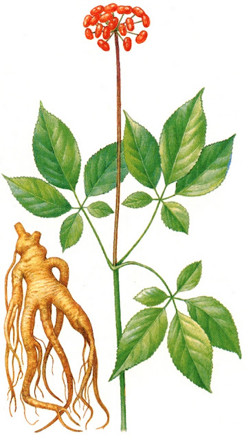 Женьшень обыкновенный (Panax ginseng)