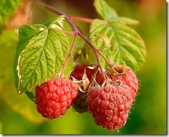 Rubus idaeus