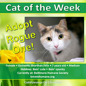 Cat of the Week: Adopt Rogue One!