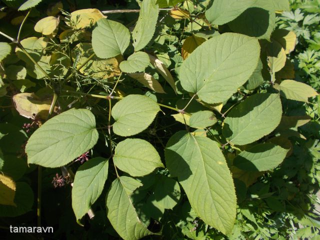 Аралия материковая / Аралия континентальная (Aralia continentalis)