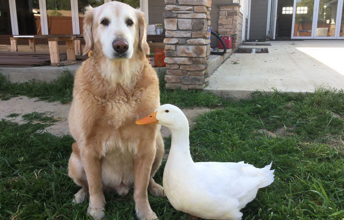 Heartwarming Pictures Of A Friendship Between A Dog And A Duck