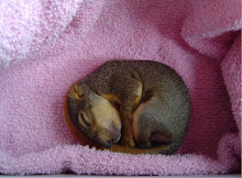 My Little Peanut