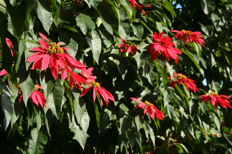 Poinsettia hedge