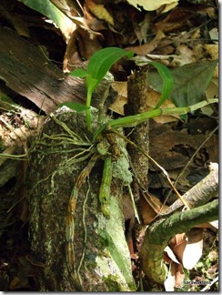 9712_orchids_on_fallen_trees
