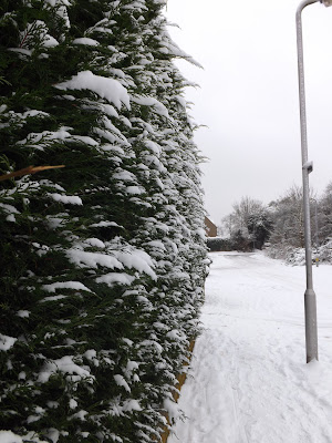 Snow on bushes