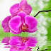 Beautiful purple orchid on green