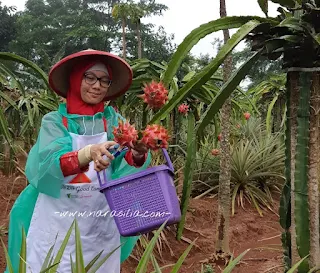 Wisata Petik Buah di Kebun Wakaf Indonesia Berdaya Subang, Yuk Jalanin Bareng