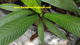 jual philodendron linet murah