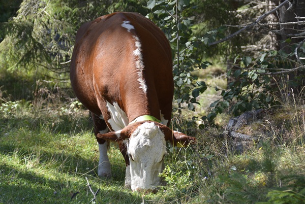 kuer kalver hereford