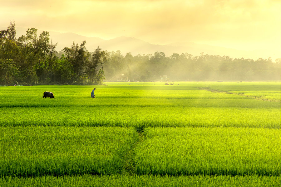  Gambar Pemandangan Sawah Gambar Pemandangan