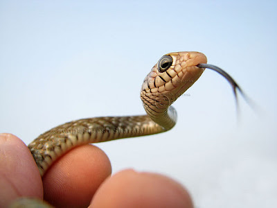 Snake Photography