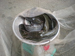 IKAN KELI