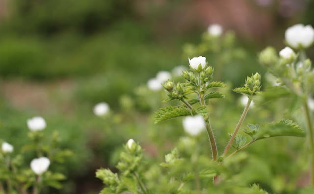 Potentilla Rupestris