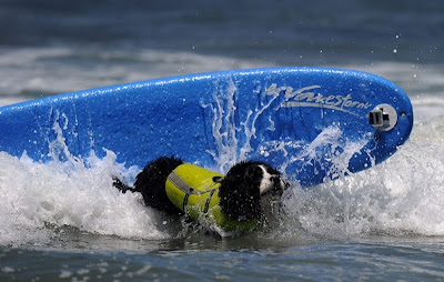 Surfing Dog Championship 2011 Seen On www.coolpicturegallery.us