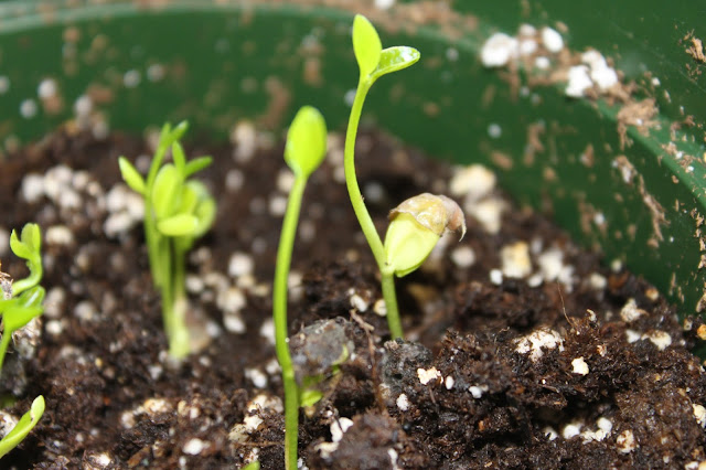 Simpson Eco Farms: Jeruk limau AKA Citrus Amblycarpa or 