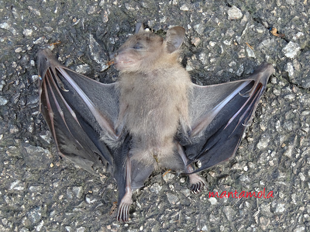 Common Fruit Bat