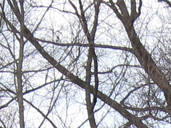 Canon PowerShot A590 IS
