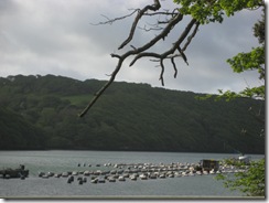 Emily Miles estuary