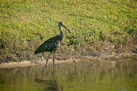 Limpkin.