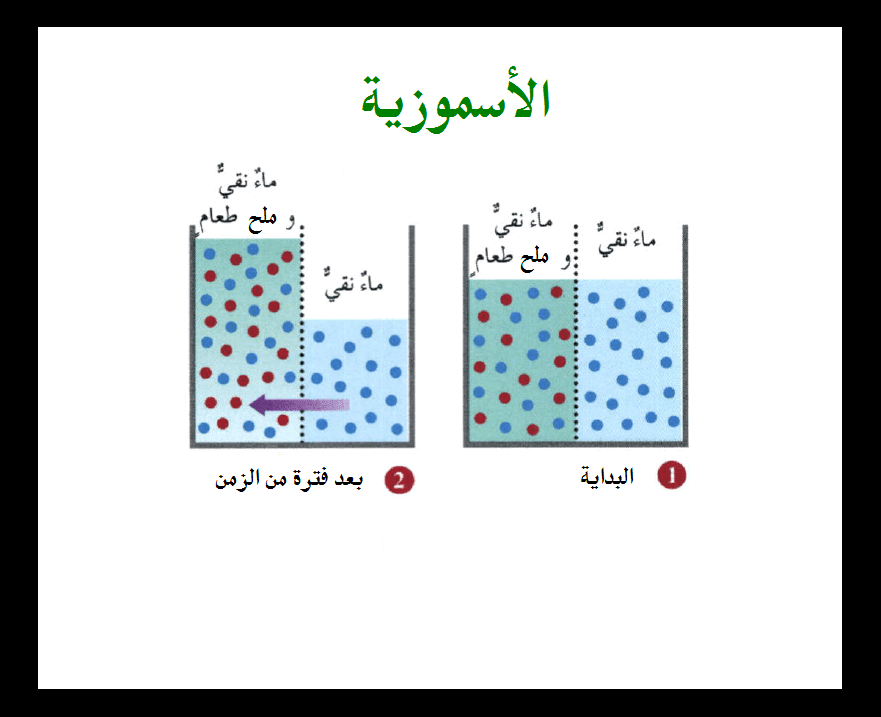 آلية إمتصاص الماء ثانيا الخاصية الأسموزية مدونة أحمد النادى