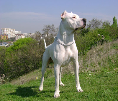 Argentine Dogo