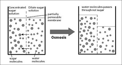 Osmosis