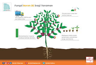 fungsi boron untuk tanaman