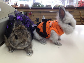 dressed up bunnies, funny animal pictures, animal photos, funny animals