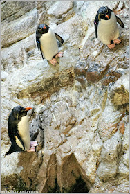 Pingüinos de Penacho Amarillo en el Acuario de Boston