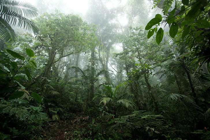Los bosques de niebla de alta montaña pueden llegar a ser aterradores debido a la poca visibilidad.