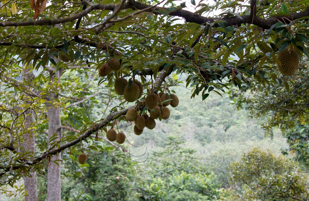 Fidgety Fingers: THE DUSUN IN SEREMBAN : A RETREAT TO LOOK 