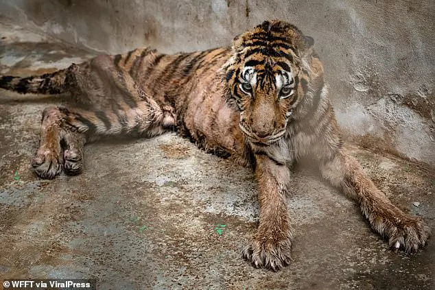 Emaciated tigers in a Thailand breeding farm. Wrong attitude to save the tiger.