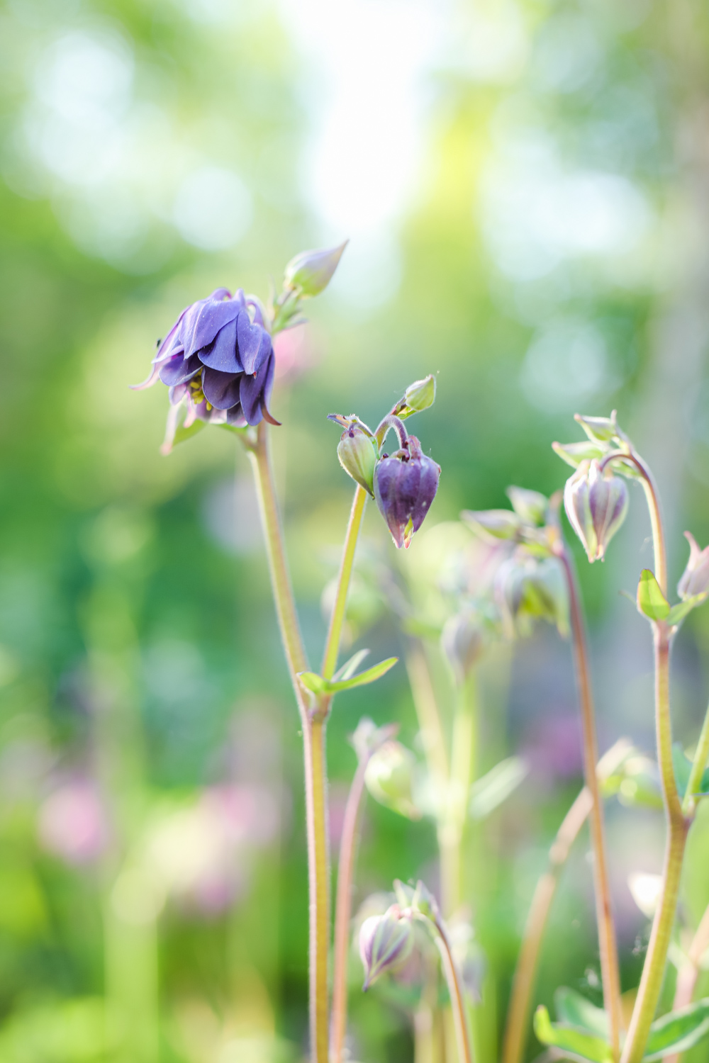 aquilegia-vulgaris-100outdoor