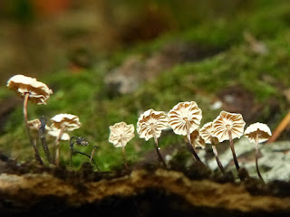 Marasme petite roue - Marasmius rotula