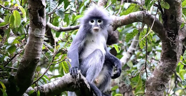 O desafio de proteger o popa langur, a nova espécie de primata descoberta em Mianmar