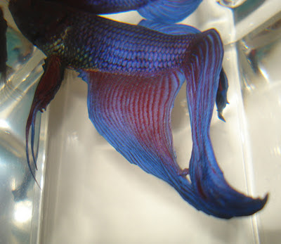 betta