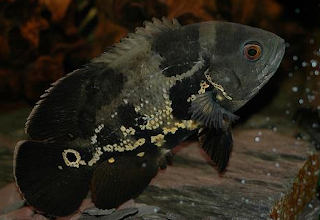 Ikan oscar hitam