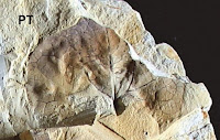 http://sciencythoughts.blogspot.co.uk/2014/07/a-fossil-birthwort-from-late-miocene-of.html