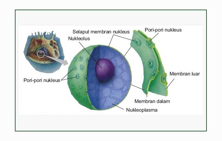 Inti Sel Nukleus  Pengertian  Struktur Fungsi Ilmu Dasar