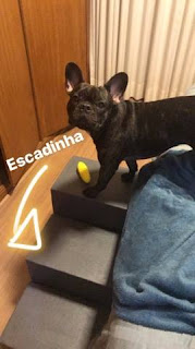 escadinha para buldog